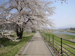 国道283号線の桜並木